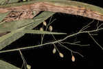 Roughhair rosette grass